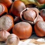 Саженец Фундук Галле в контейнере